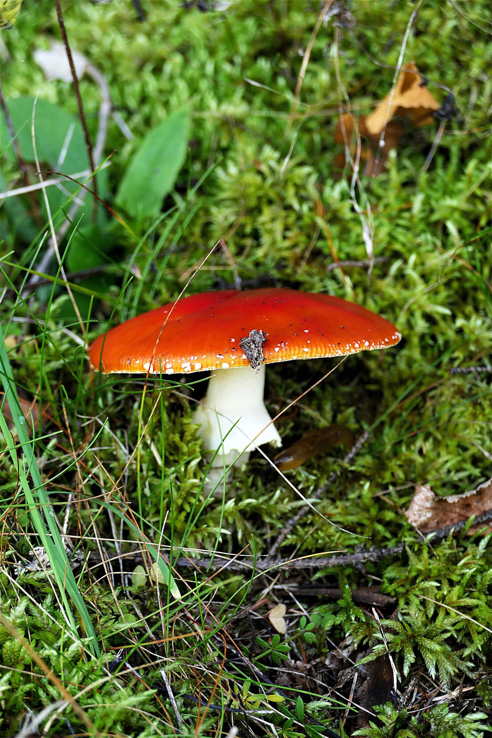 Panasonic Lumix DMC-FZ1000 sample photo. Mushroom, fly agaric, red photography