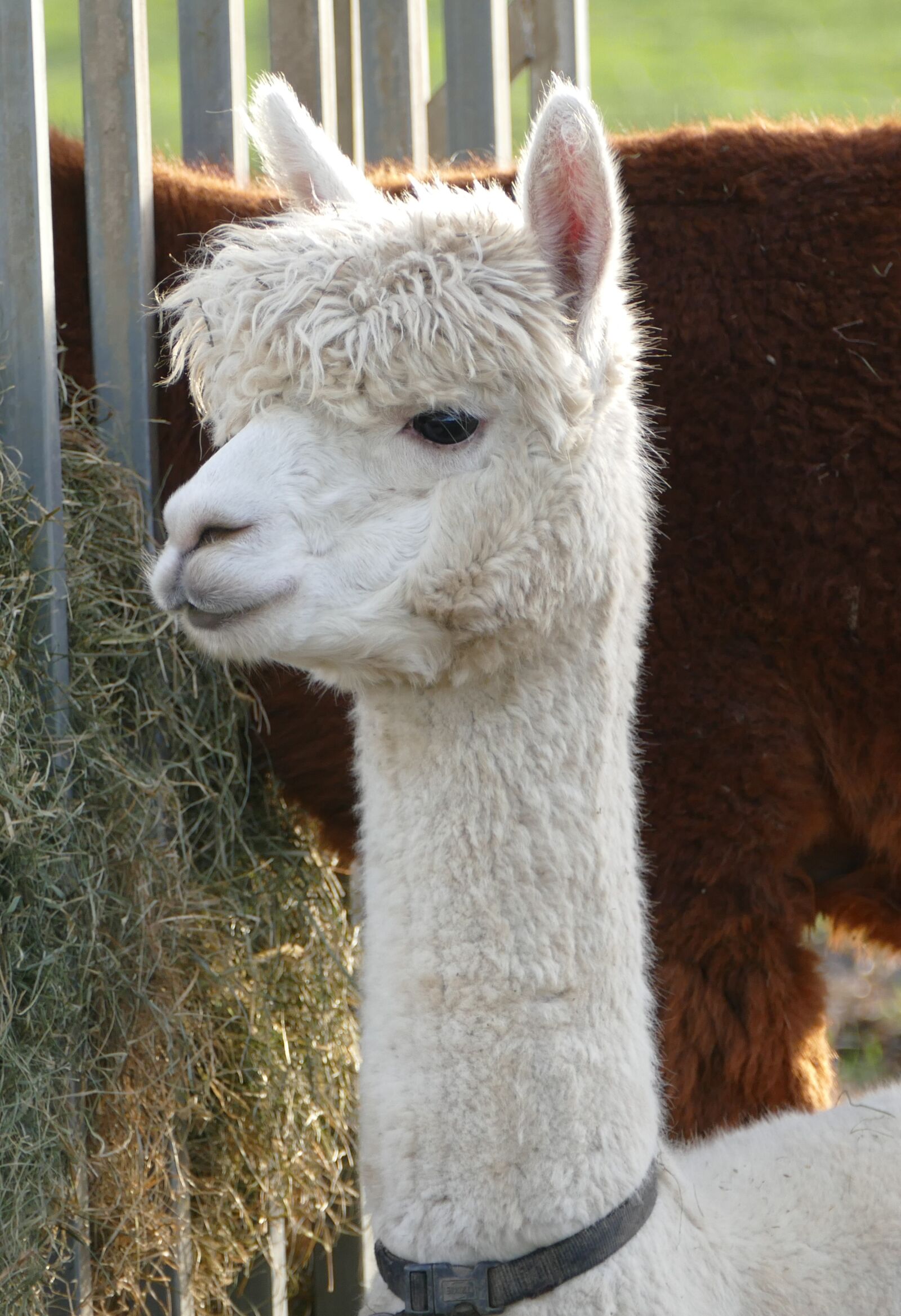 Panasonic Lumix DMC-FZ1000 sample photo. Alpaca, livestock, pako photography