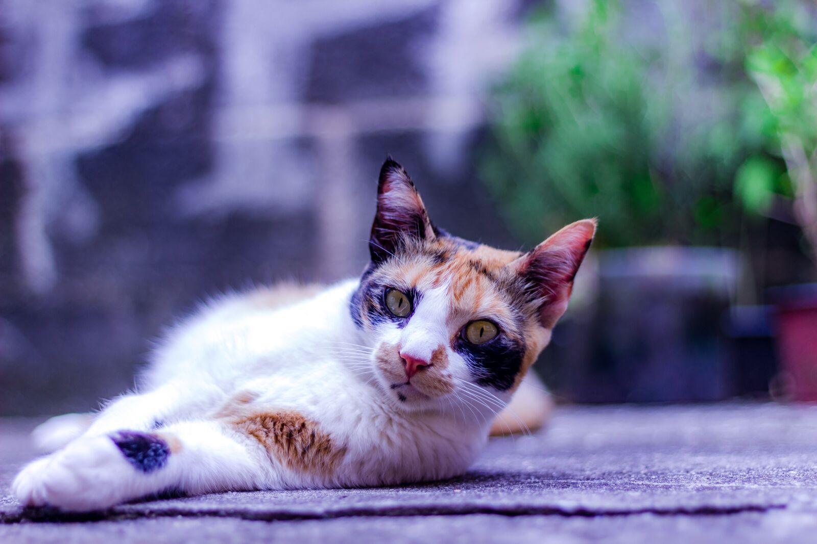 Canon EOS 1200D (EOS Rebel T5 / EOS Kiss X70 / EOS Hi) sample photo. Cat, feline, animal photography