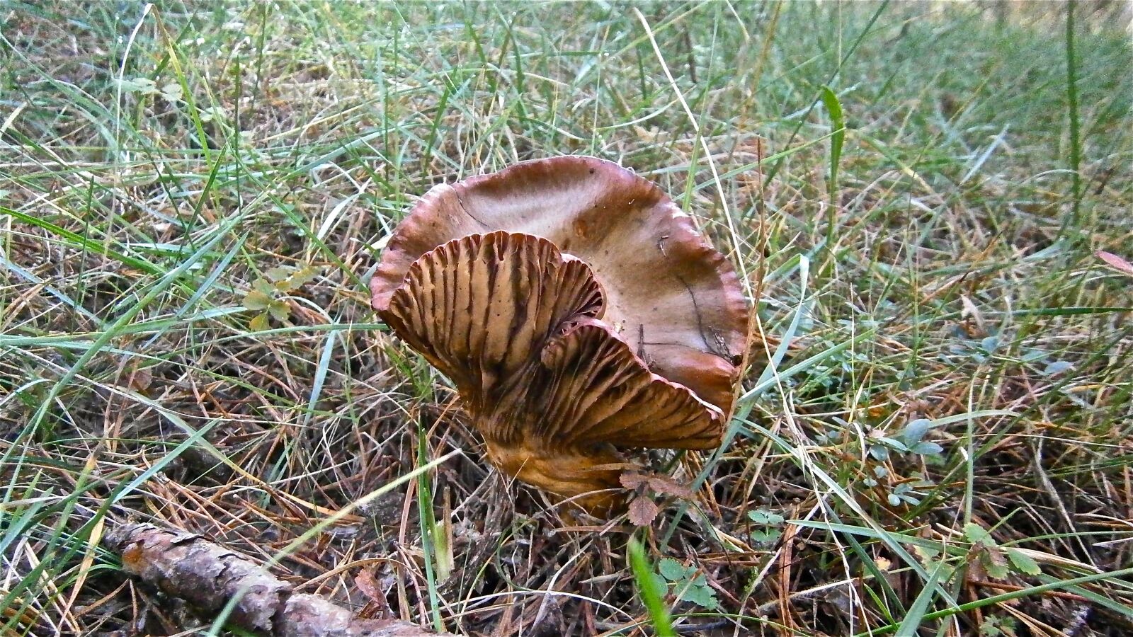 Olympus VG160,X990,D745 sample photo. Mushrooms, fungi, forest photography