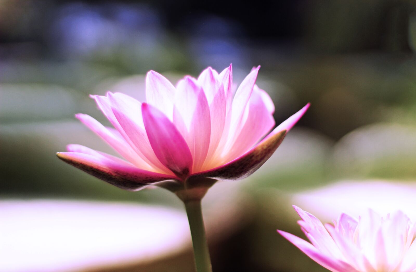 Canon EF 50mm F1.4 USM sample photo. Lotus, water lily, flower photography