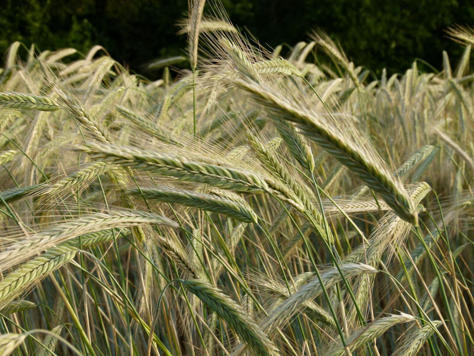 Panasonic Lumix DMC-FZ100 sample photo. Field, cereals, wheat field photography