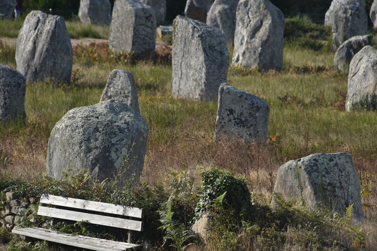 Nikon D810 sample photo. Alignments, carnac, france photography