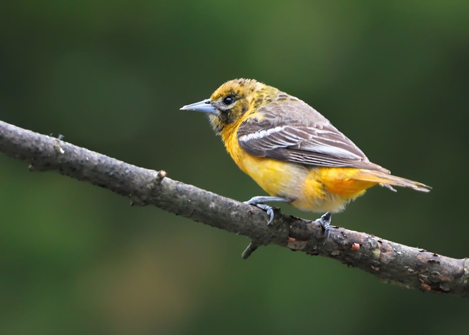 Tamron SP 150-600mm F5-6.3 Di VC USD sample photo. Baltimore oriole, bird, oriole photography