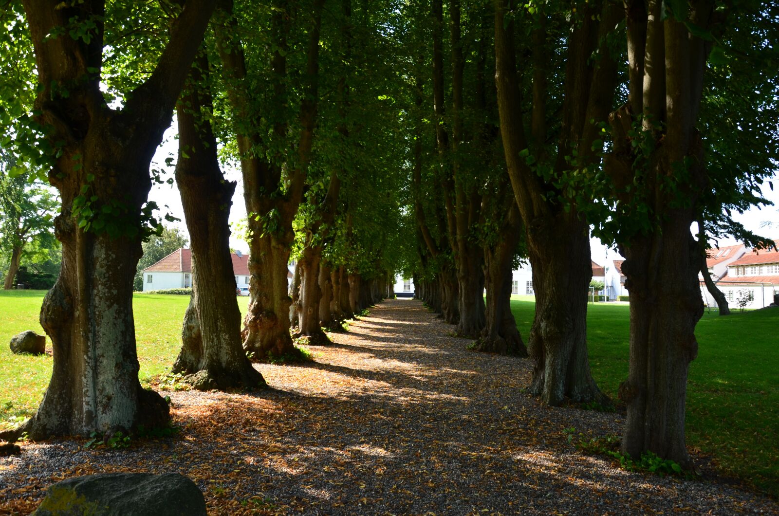 Nikon D5100 sample photo. Avenue, trees, away photography