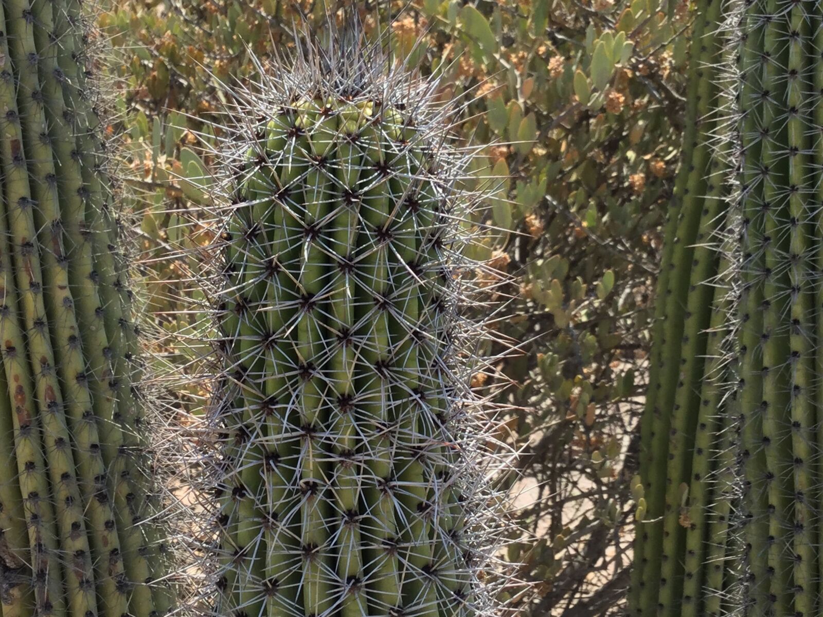 Apple iPod touch sample photo. Cactus, desert, succulent photography