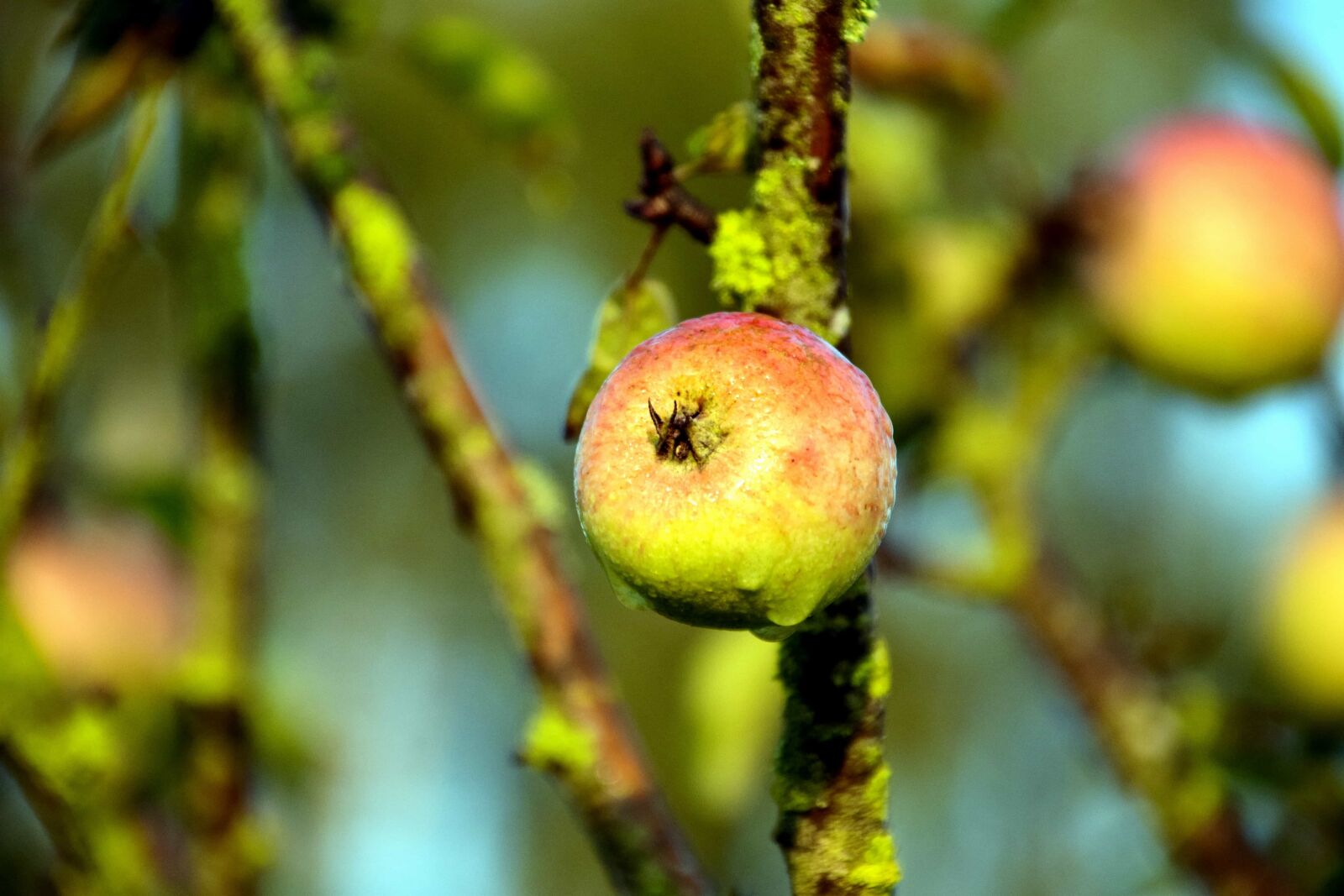 Nikon D3300 sample photo. Branch, apple, leaf, fruit photography
