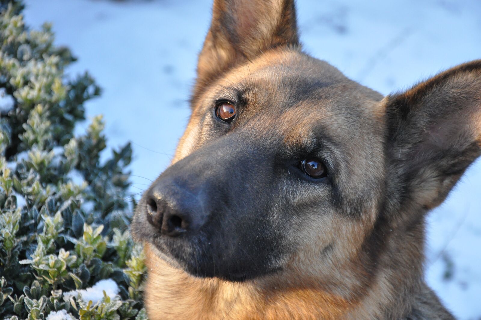 Nikon D90 sample photo. Dog, training, snow photography