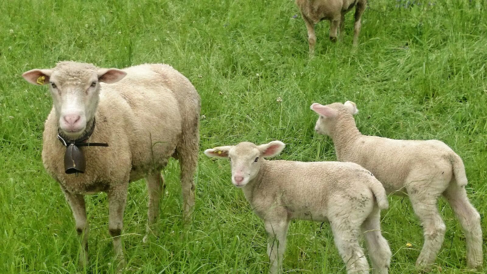 Sony Xperia Z1 Compact sample photo. Sheep, twins, young photography