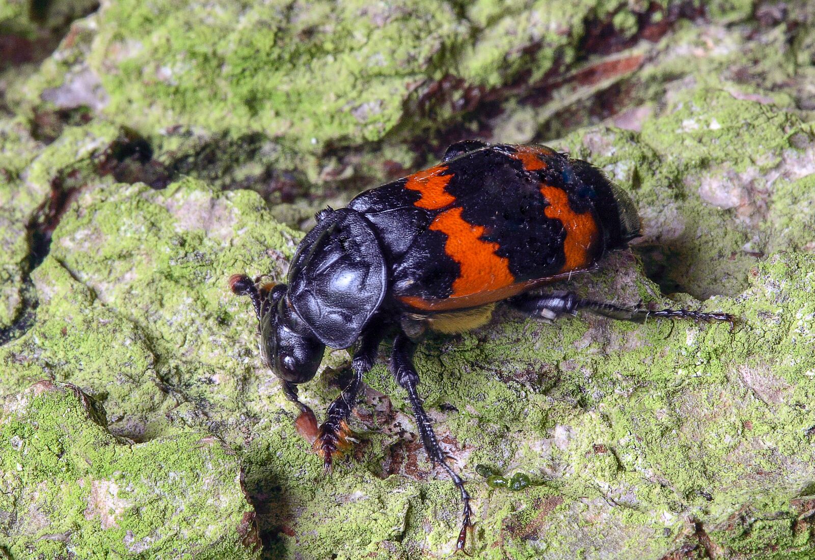 Canon EOS 400D (EOS Digital Rebel XTi / EOS Kiss Digital X) sample photo. Beetle, carapace, insect photography