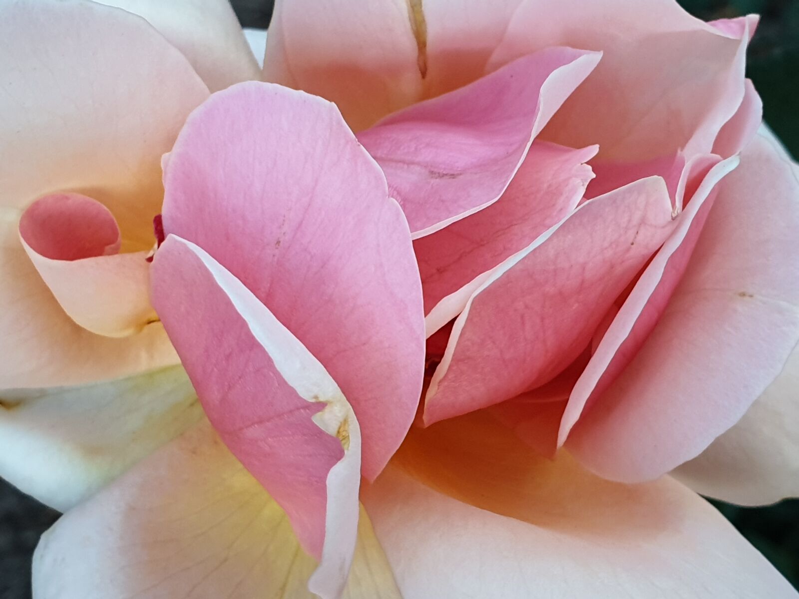 Samsung Galaxy Note9 sample photo. Rose, flower, love photography