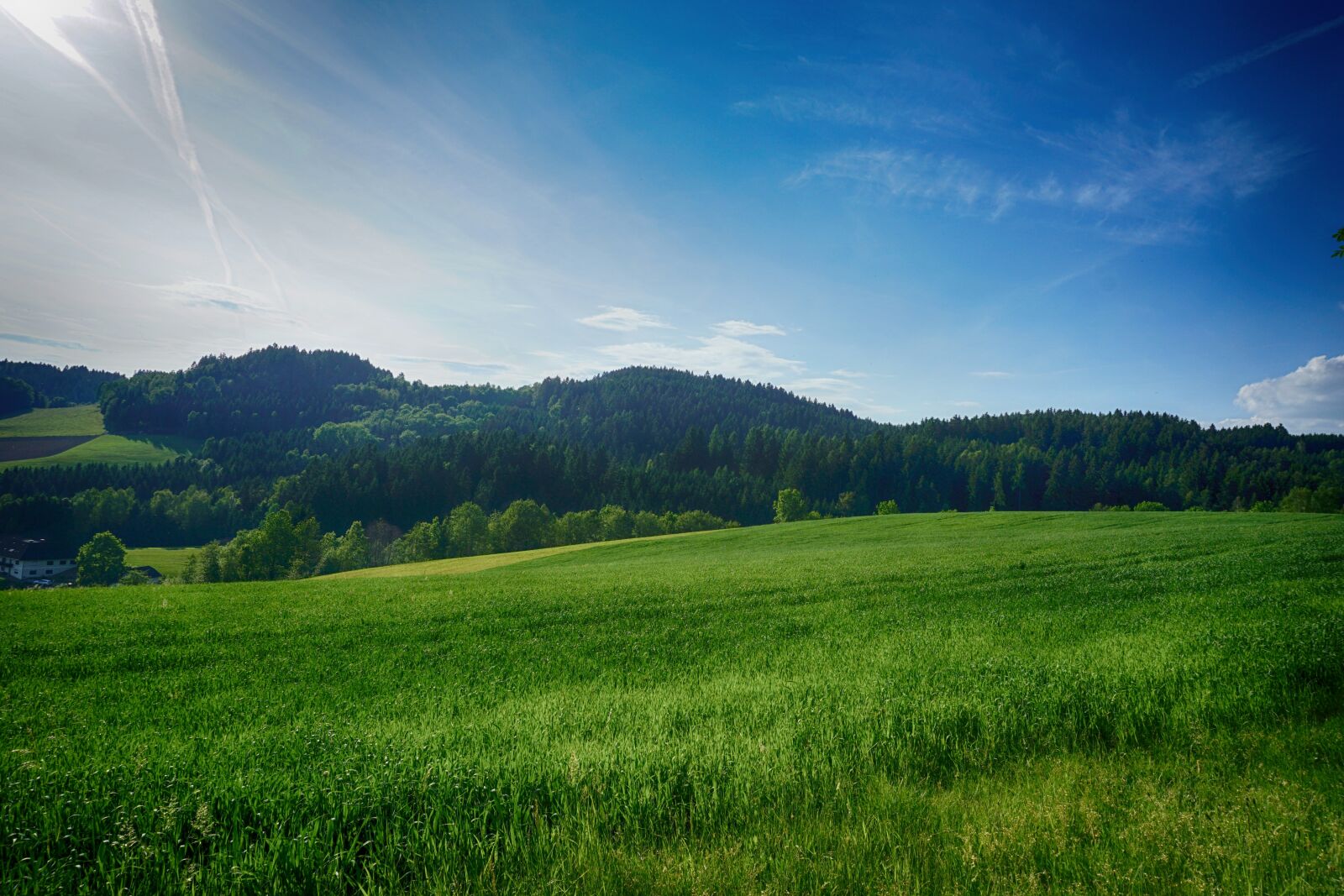 Sony a5100 sample photo. Landscape, meadow, forest photography