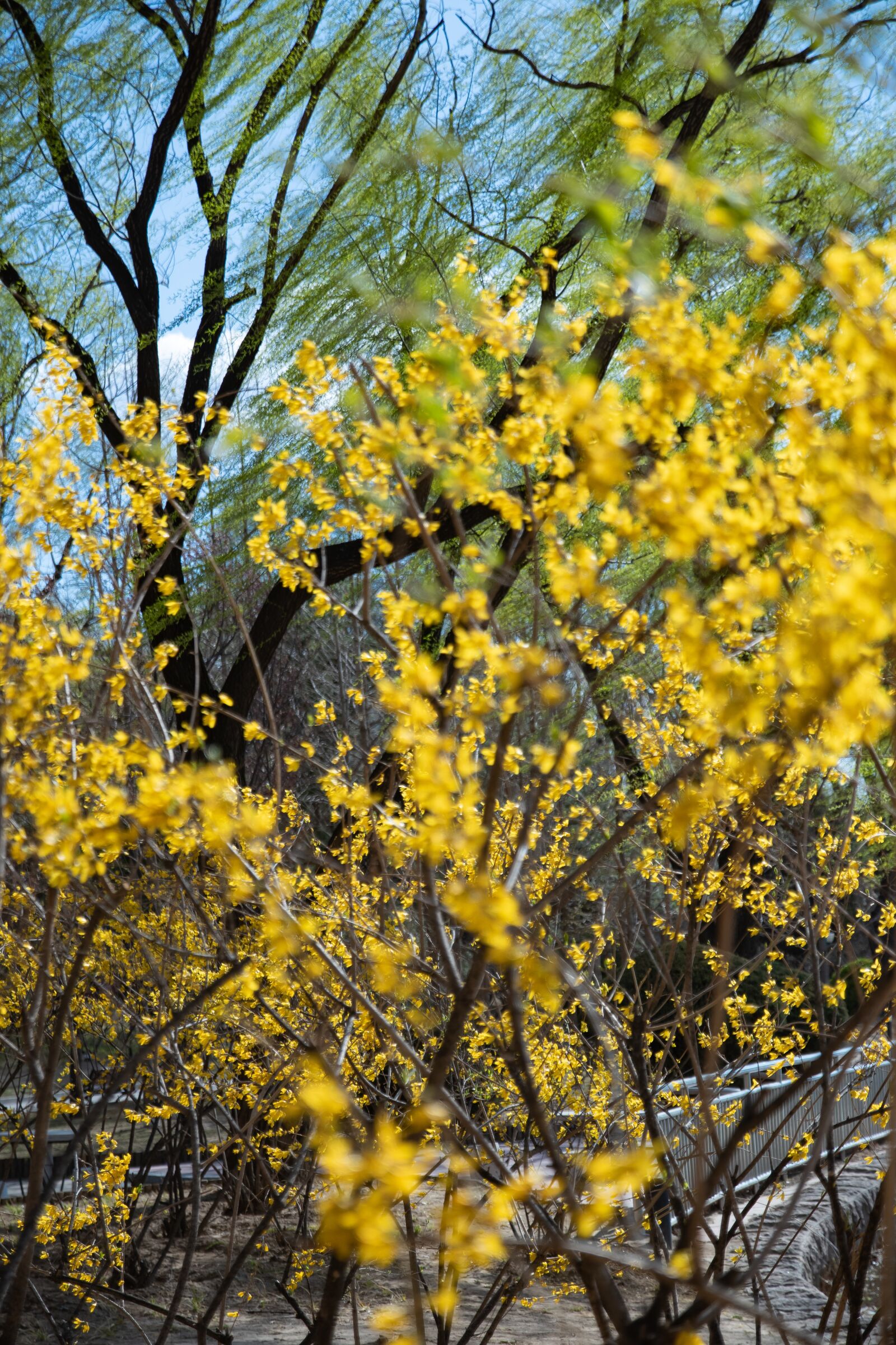 Canon EOS M6 sample photo. Winter jasmine, tree, spring photography