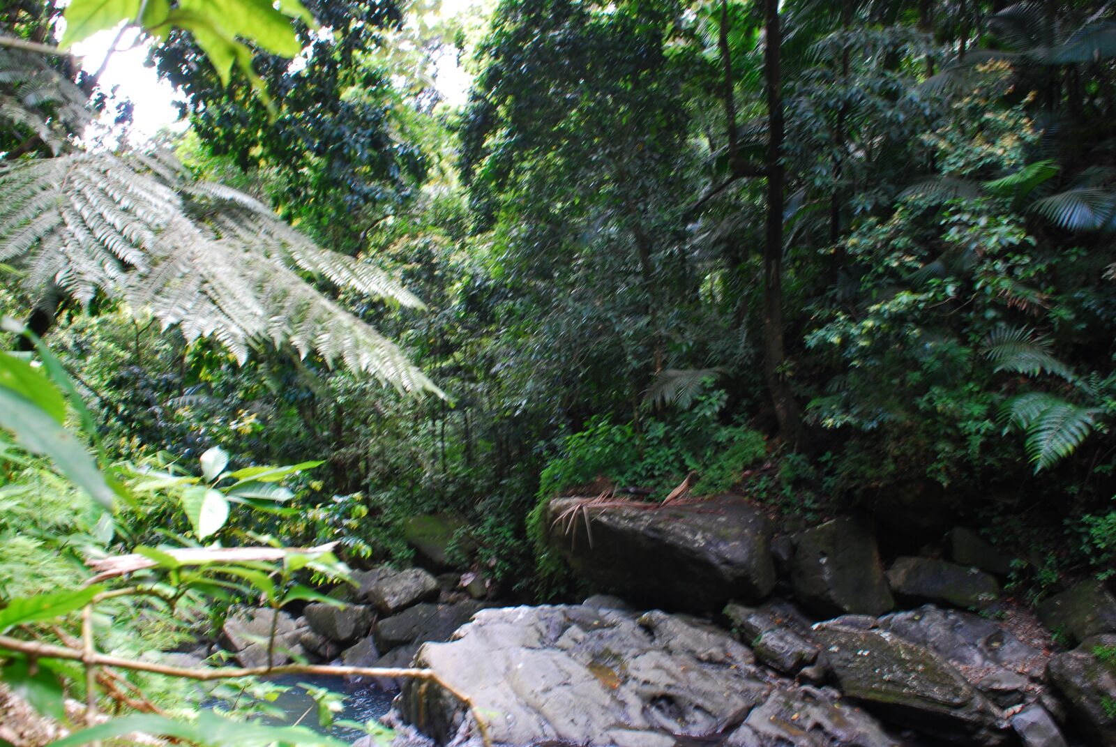 Nikon D80 sample photo. Rainforest, puerto rico, nature photography