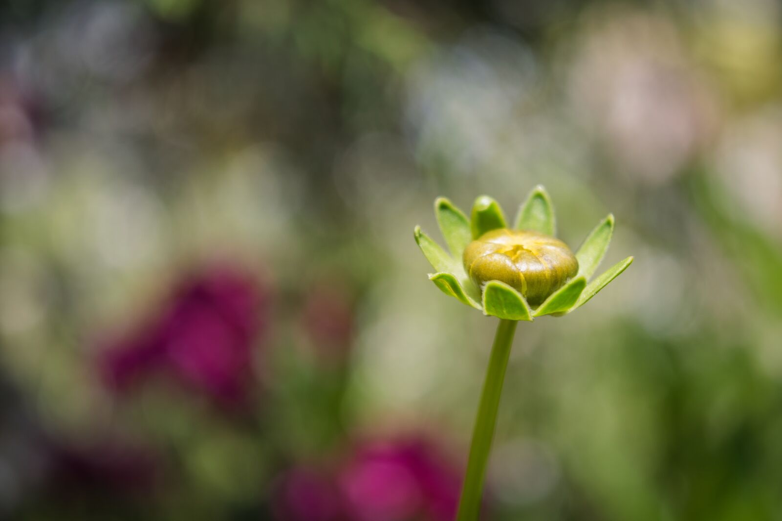 Nikon D5300 sample photo. Bud, blooming, flower photography