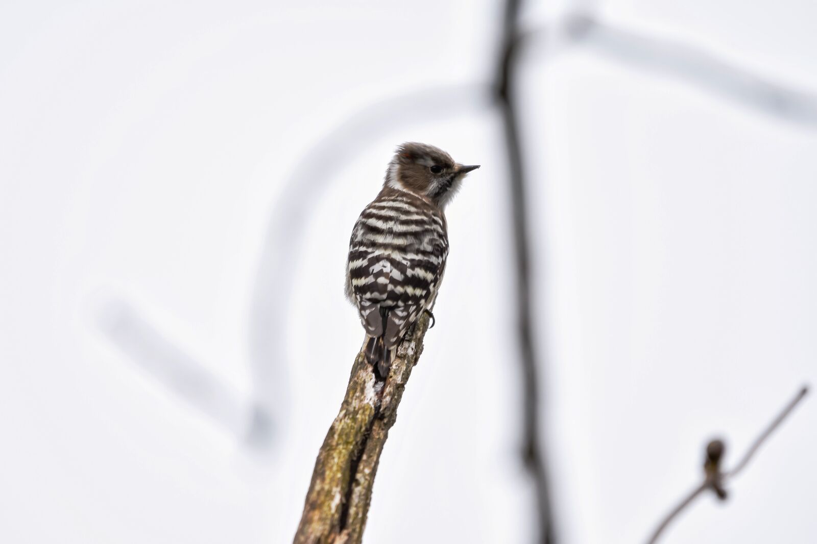 Nikon D7200 sample photo. Animal, wood, bird photography