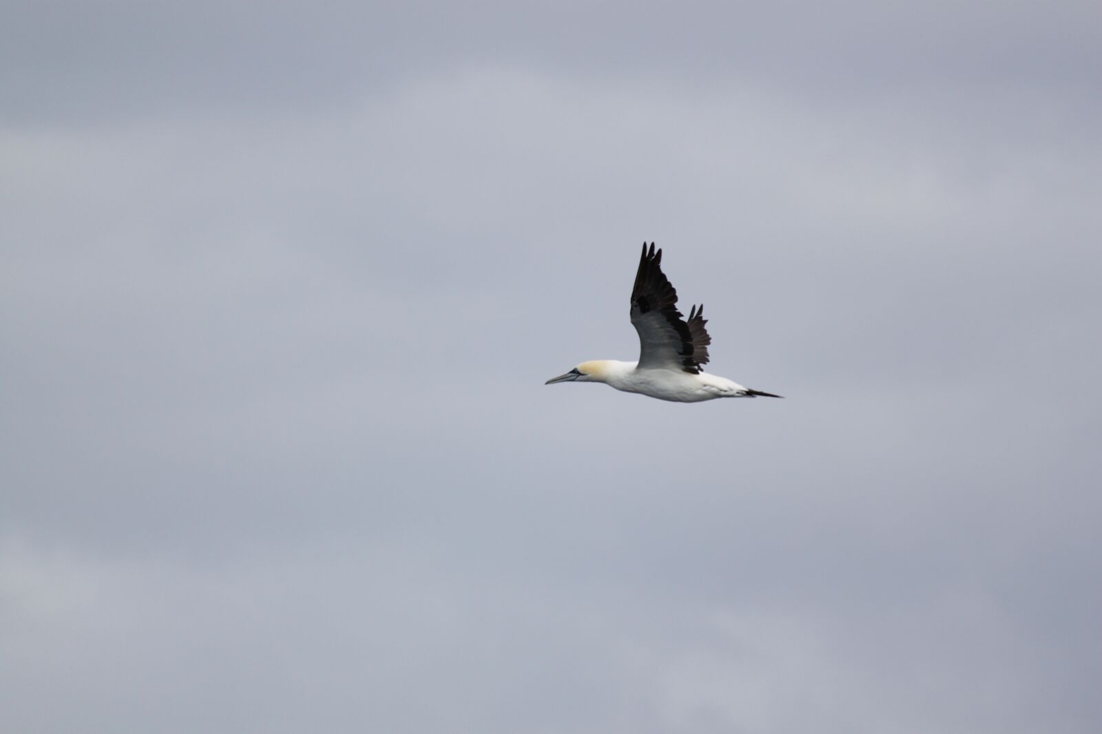 Canon EOS 500D (EOS Rebel T1i / EOS Kiss X3) sample photo. Sea gull, bird, flight photography