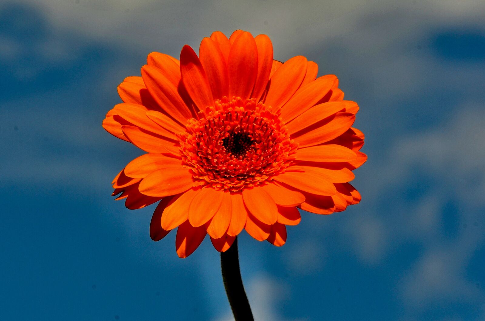 Nikon D7000 sample photo. Gerbera, red, flower photography