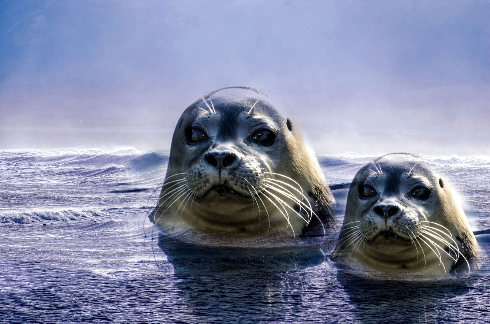 Nikon D5100 sample photo. Seal, grey, animal photography