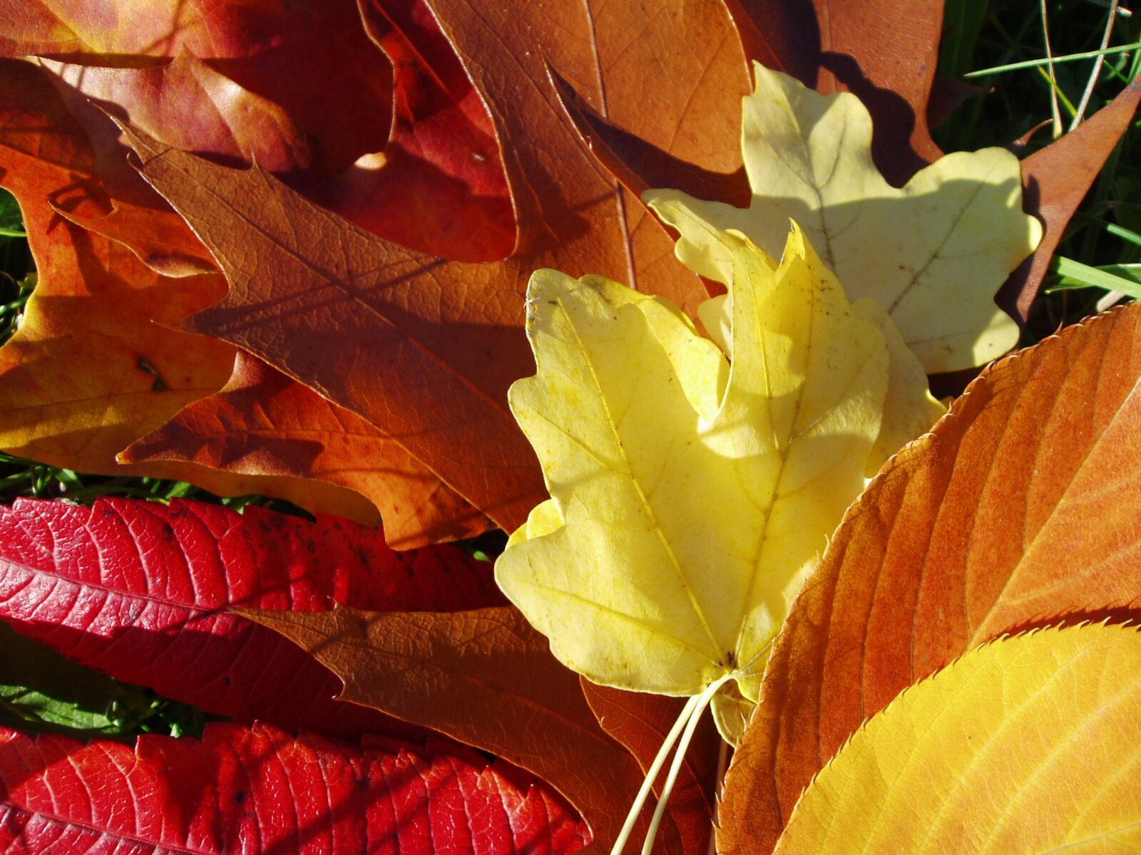 Olympus u20D,S400D,u400D sample photo. Autumn, foliage, colors photography