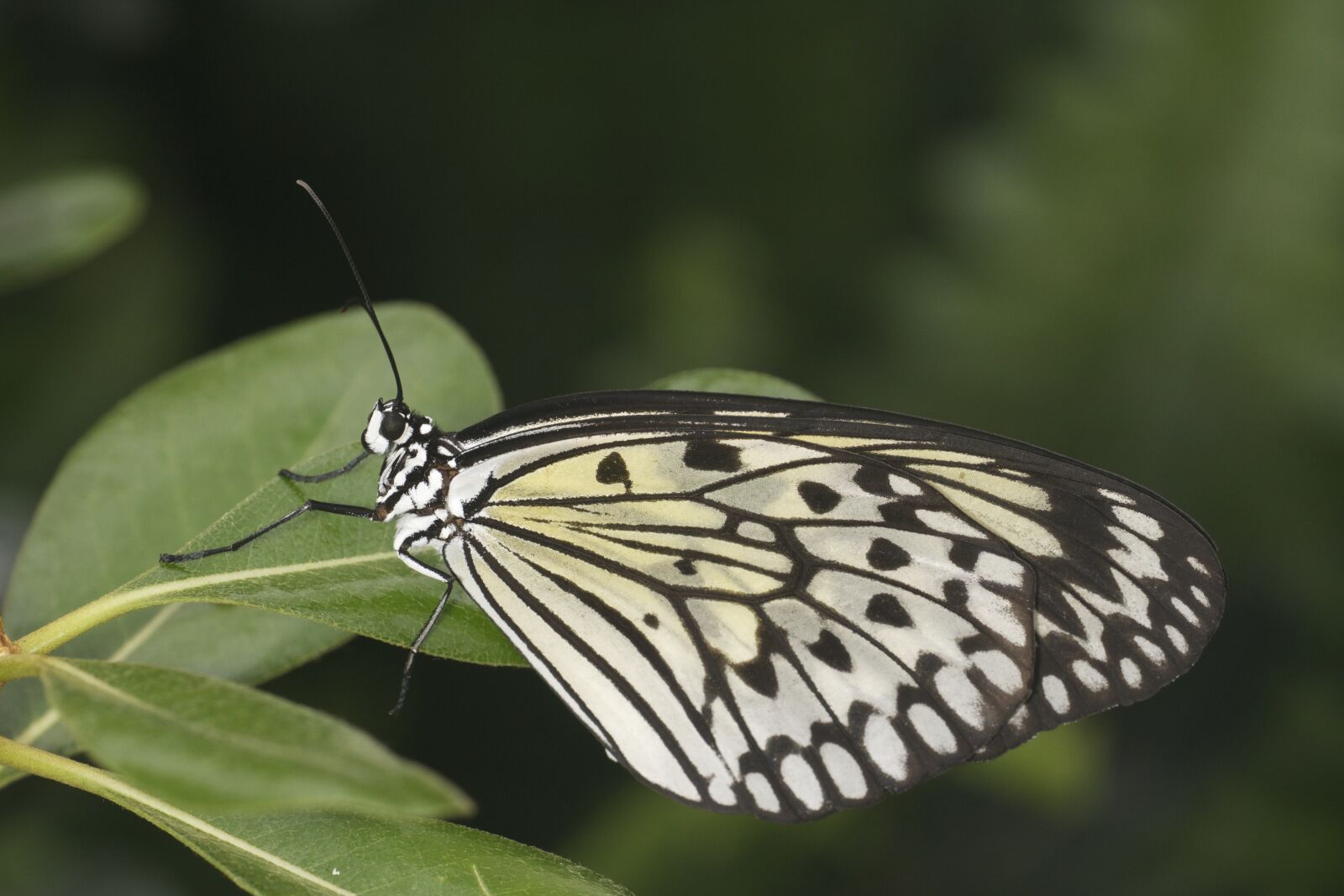 Canon EF 180mm F3.5L Macro USM sample photo. Butterfly, spring, nature photography