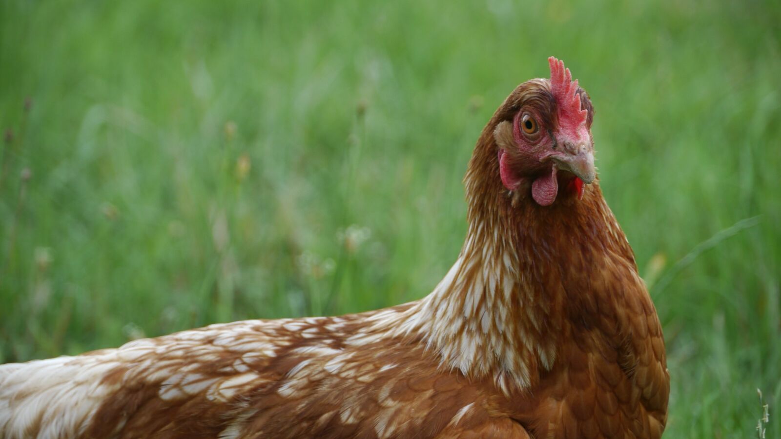 Panasonic Lumix DMC-GH1 sample photo. Hen, agriculture, pre photography