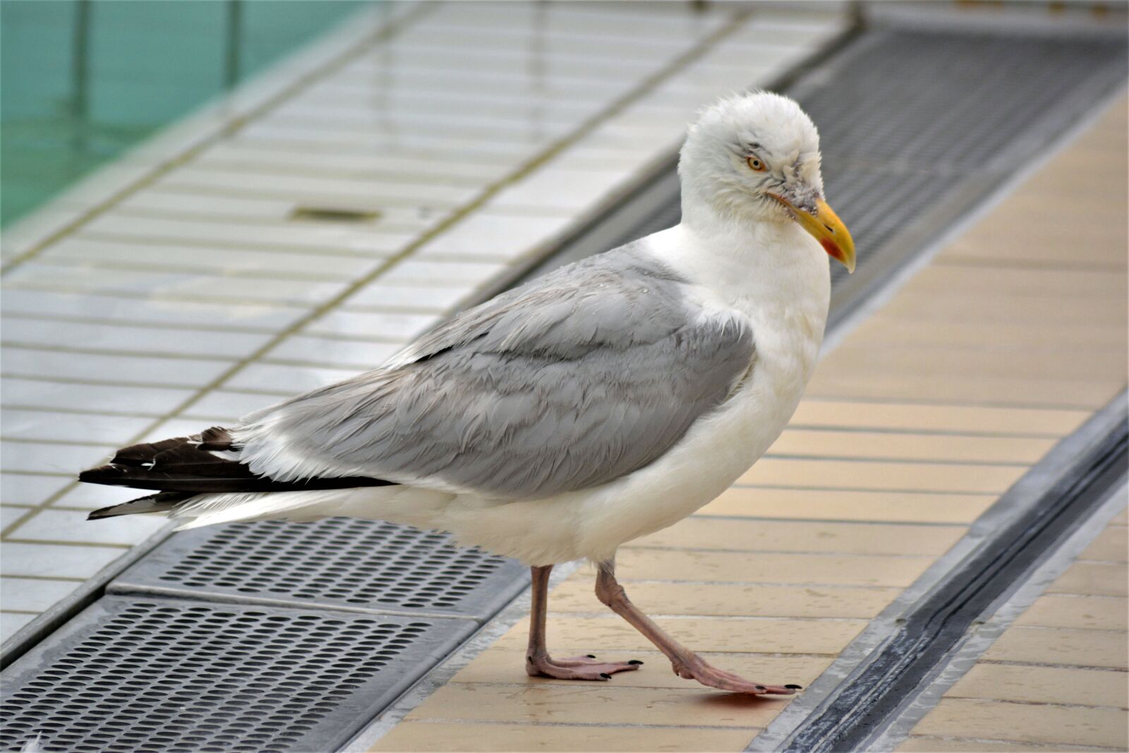 Nikon D5200 sample photo. Seagull, bird, flying photography