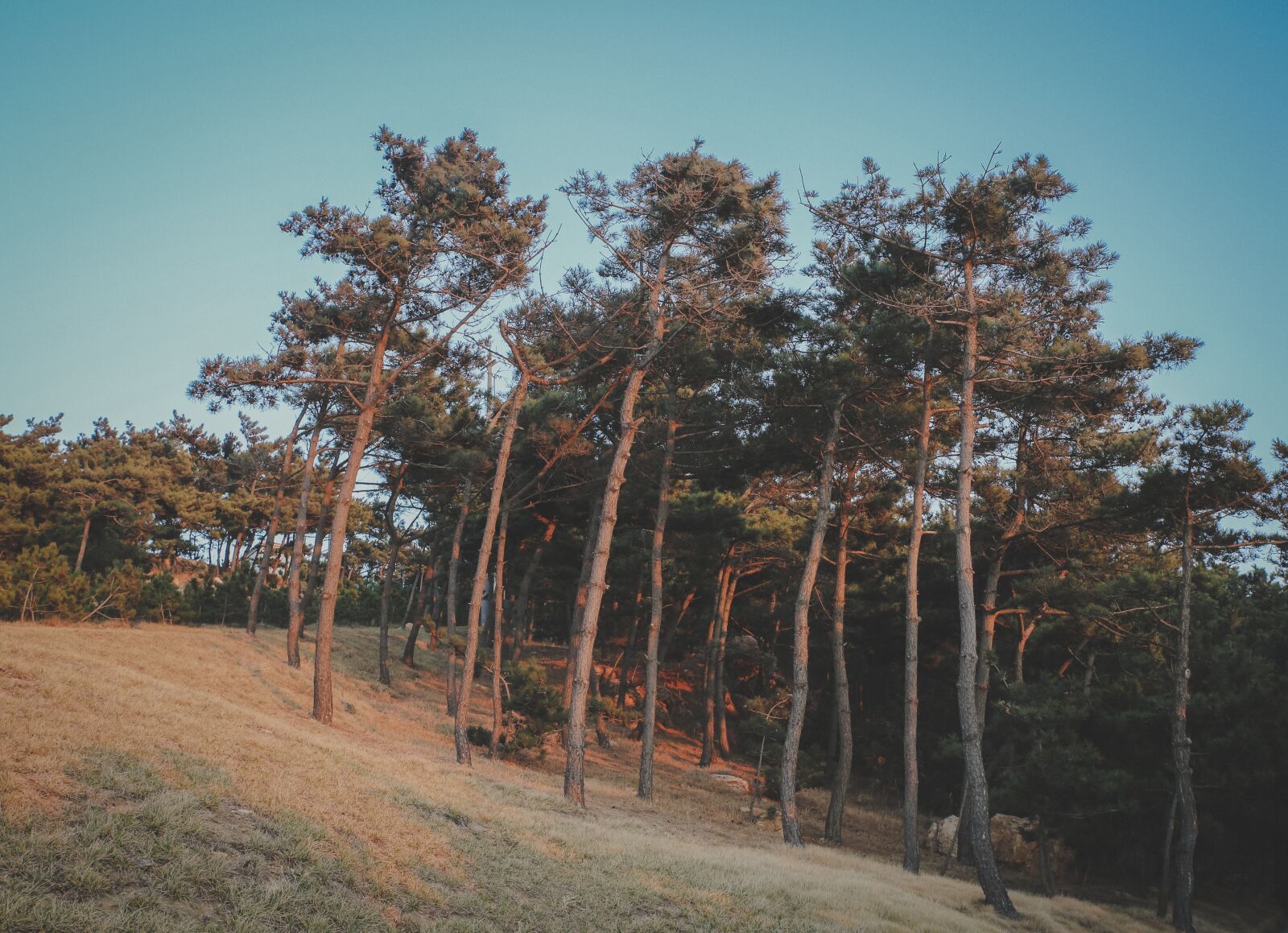 Canon EOS 5D Mark III sample photo. Woods, pine tree, the photography