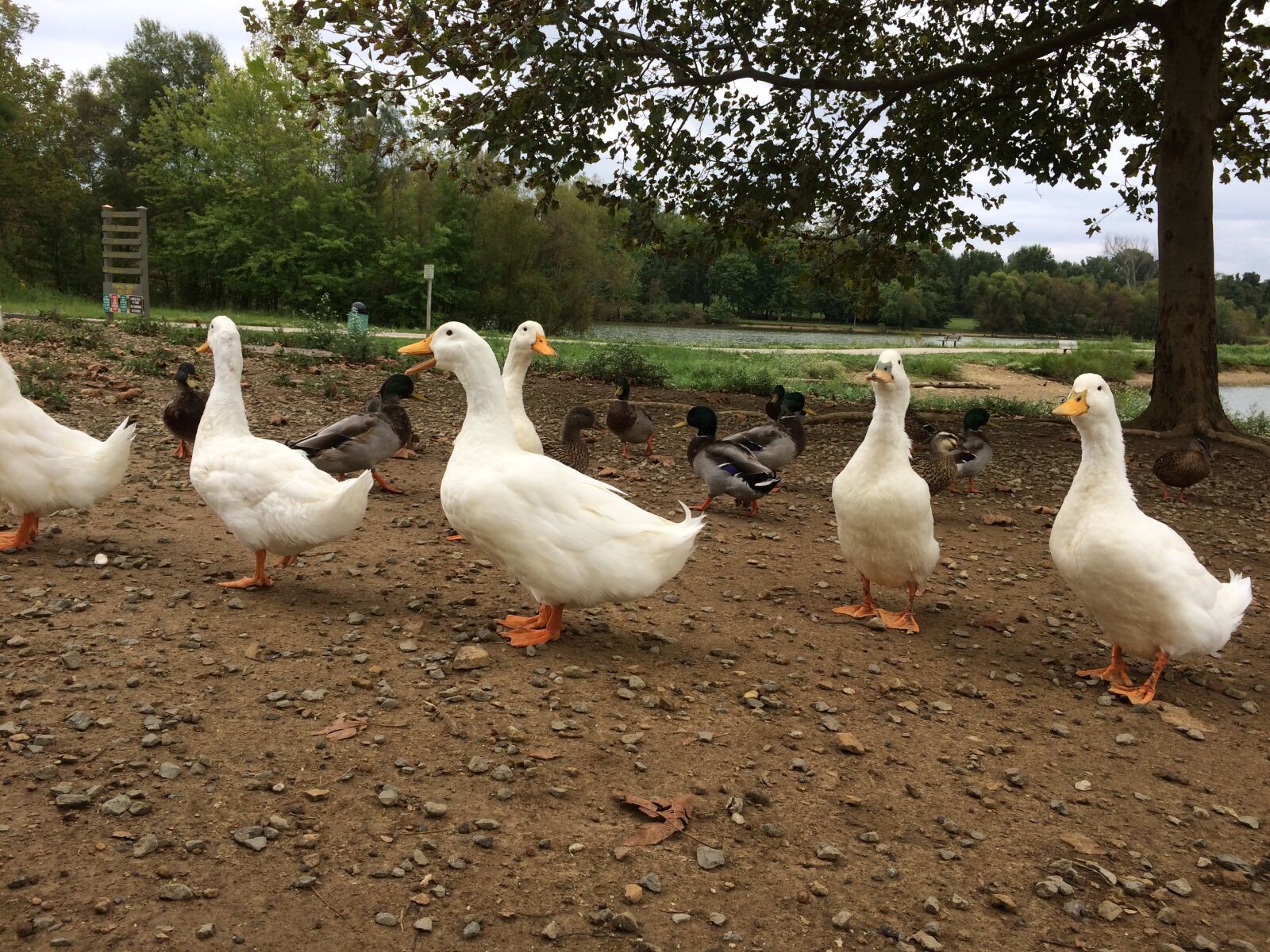 iPhone 5s back camera 4.15mm f/2.2 sample photo. Ducks, lake, nature photography