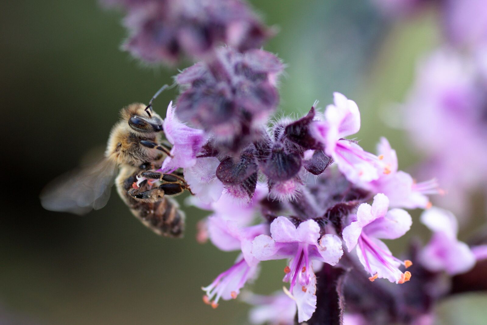 Canon EOS 450D (EOS Rebel XSi / EOS Kiss X2) sample photo. Wild bee, nature, bee photography