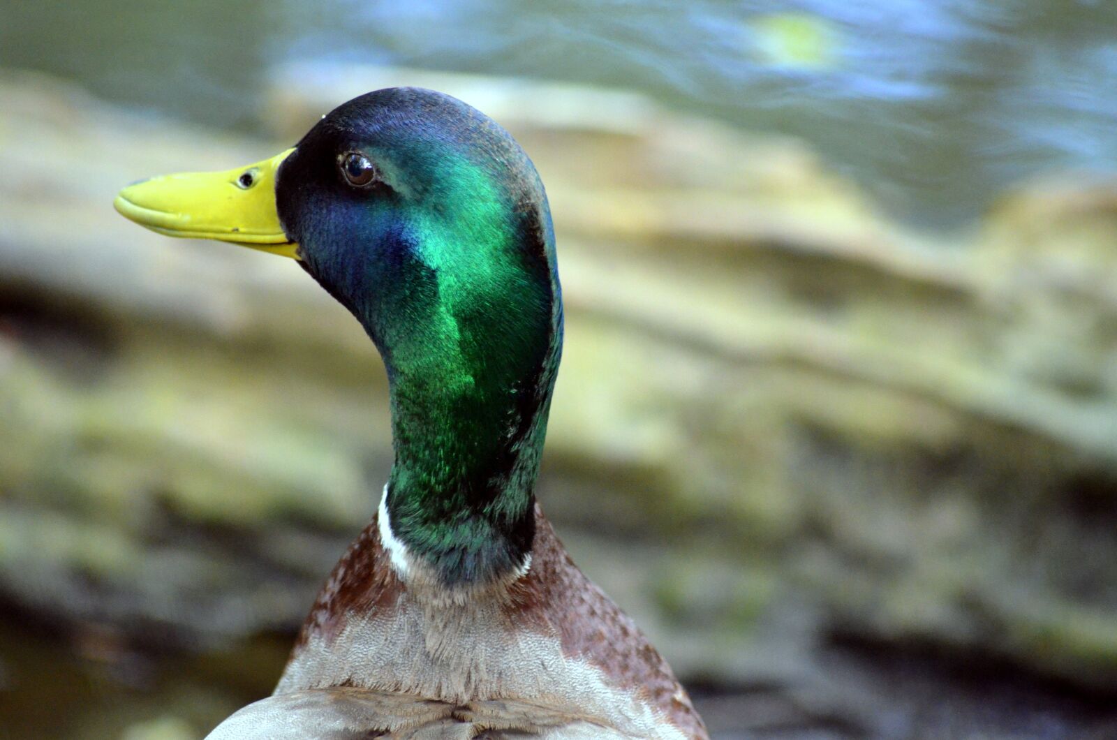Nikon D5100 sample photo. Duck, poultry, bird photography