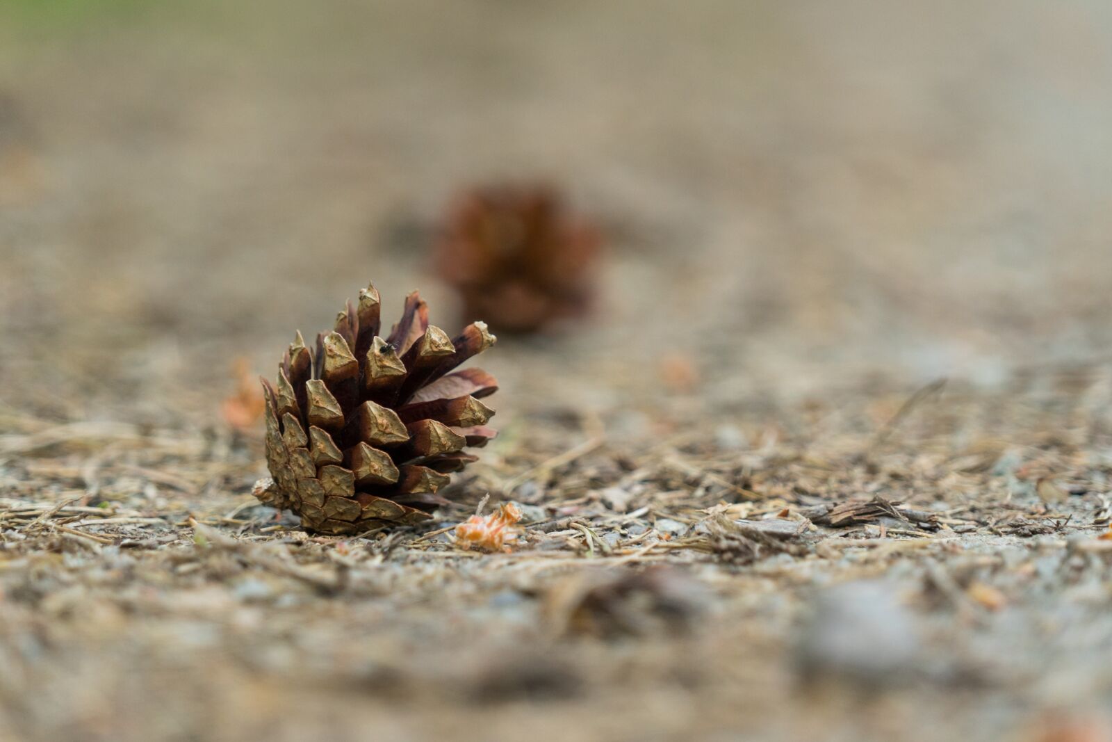Sony a7 + Sony FE 24-240mm F3.5-6.3 OSS sample photo. Tap, pine cones, forest photography