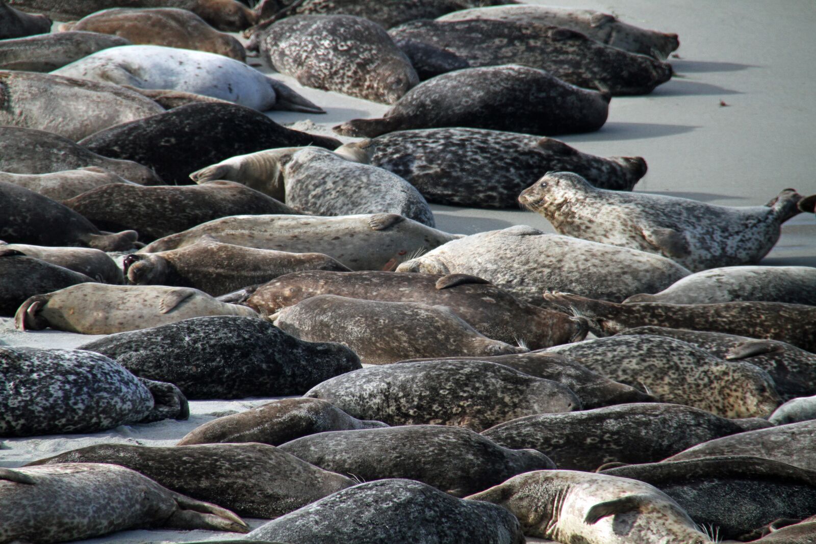 Canon EOS 7D sample photo. Sea lions, san diego photography