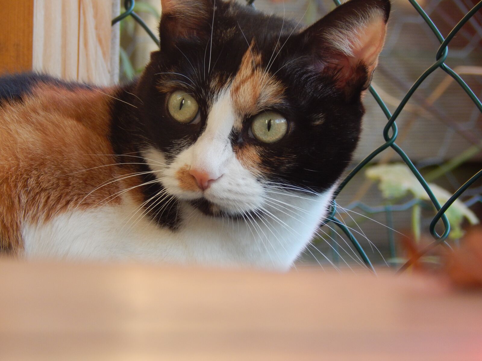 Nikon Coolpix L830 sample photo. Cat, eyes, animal photography