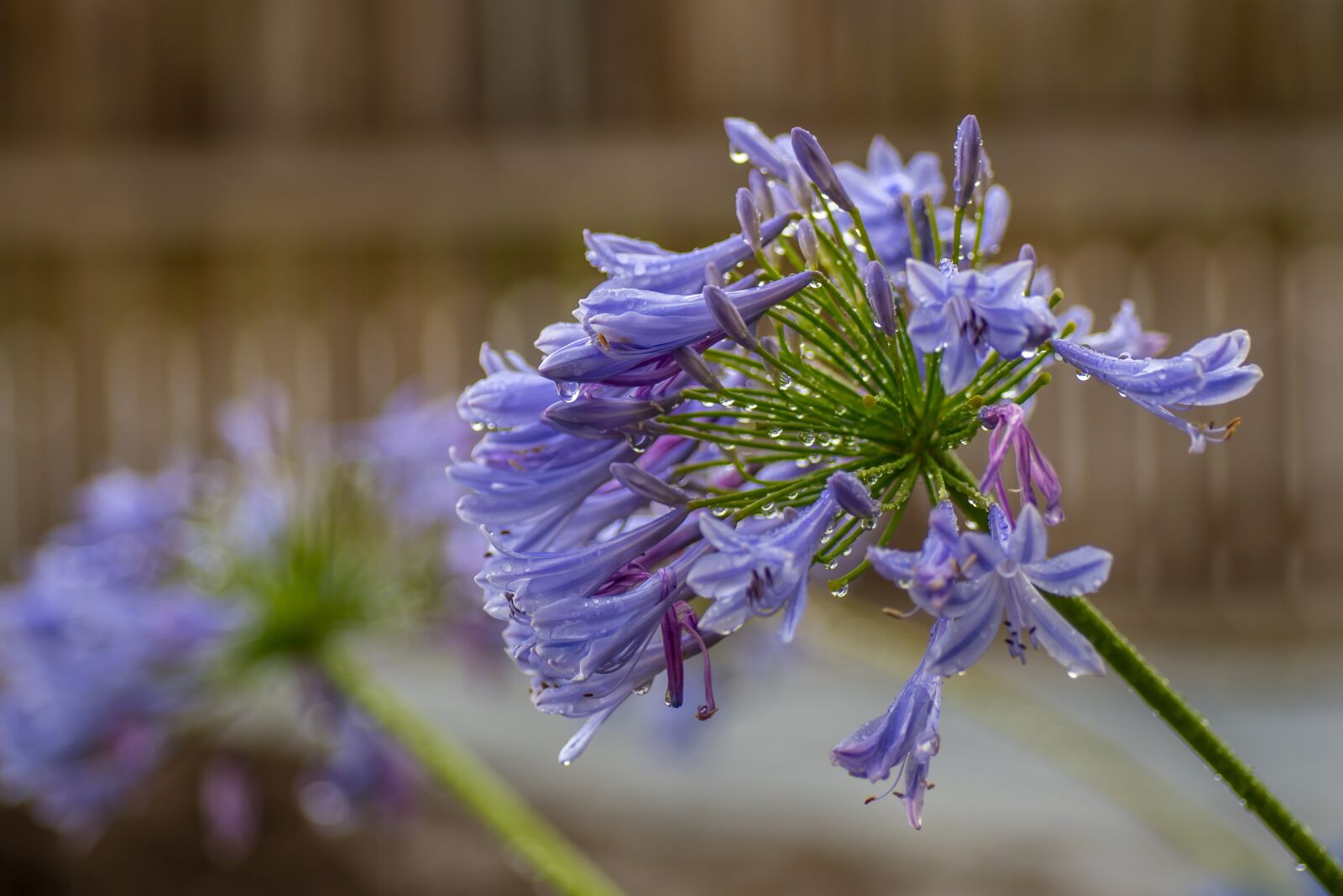 Nikon D750 sample photo. Rain, raindrops, nature photography