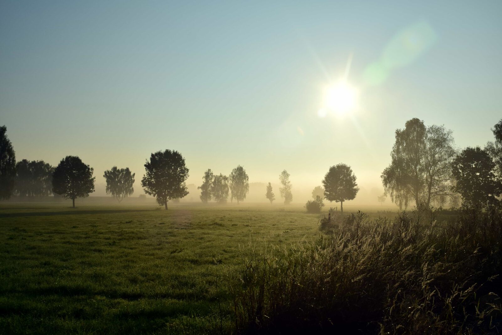 Nikon D3300 sample photo. Fog, tree, sunset, sun photography