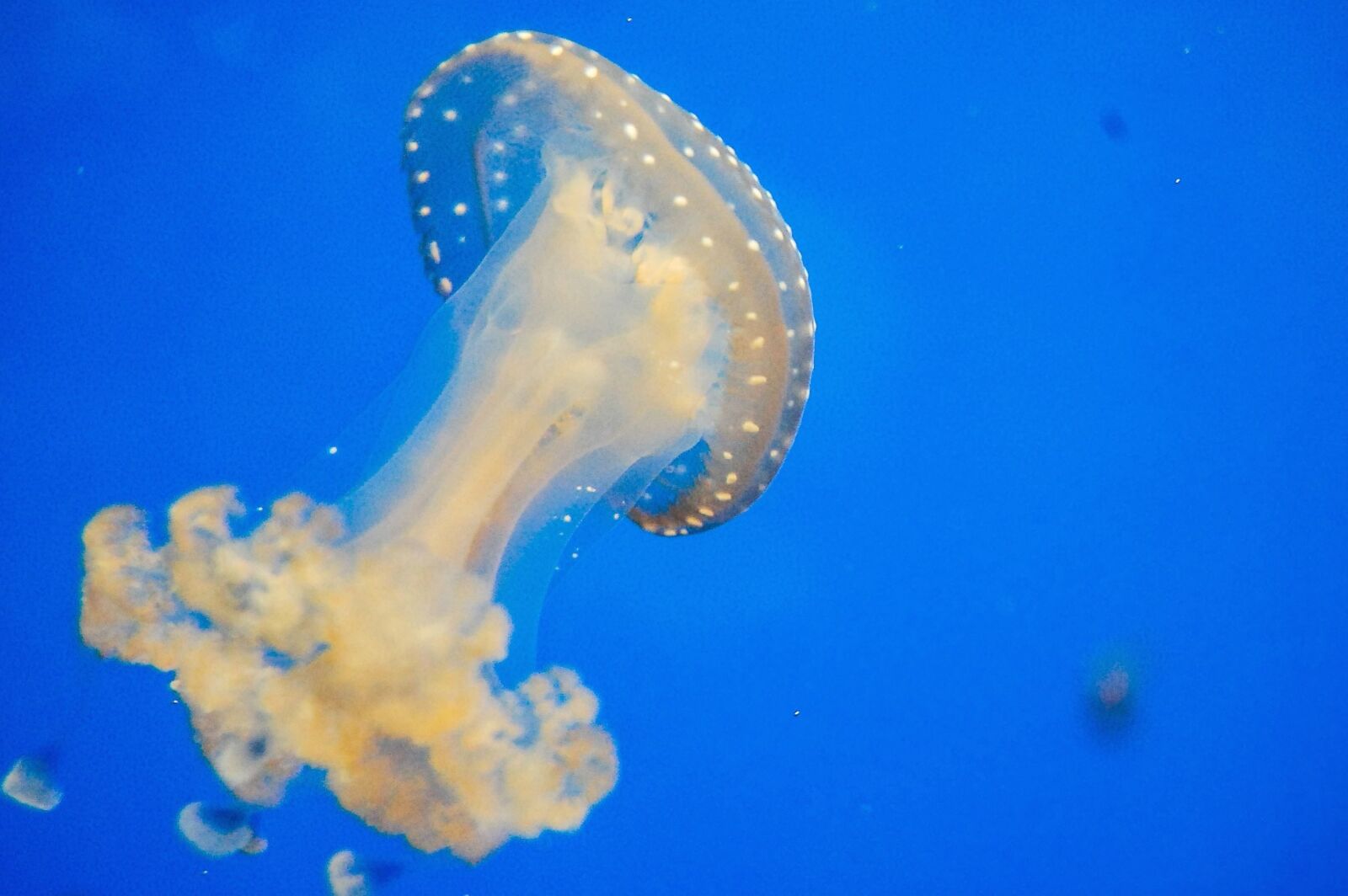 Nikon D40 sample photo. Invertebrate, animal, sea, water photography