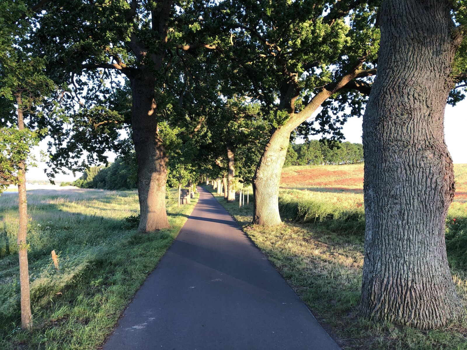 iPhone 8 Plus back dual camera 3.99mm f/1.8 sample photo. Road, trees, away photography
