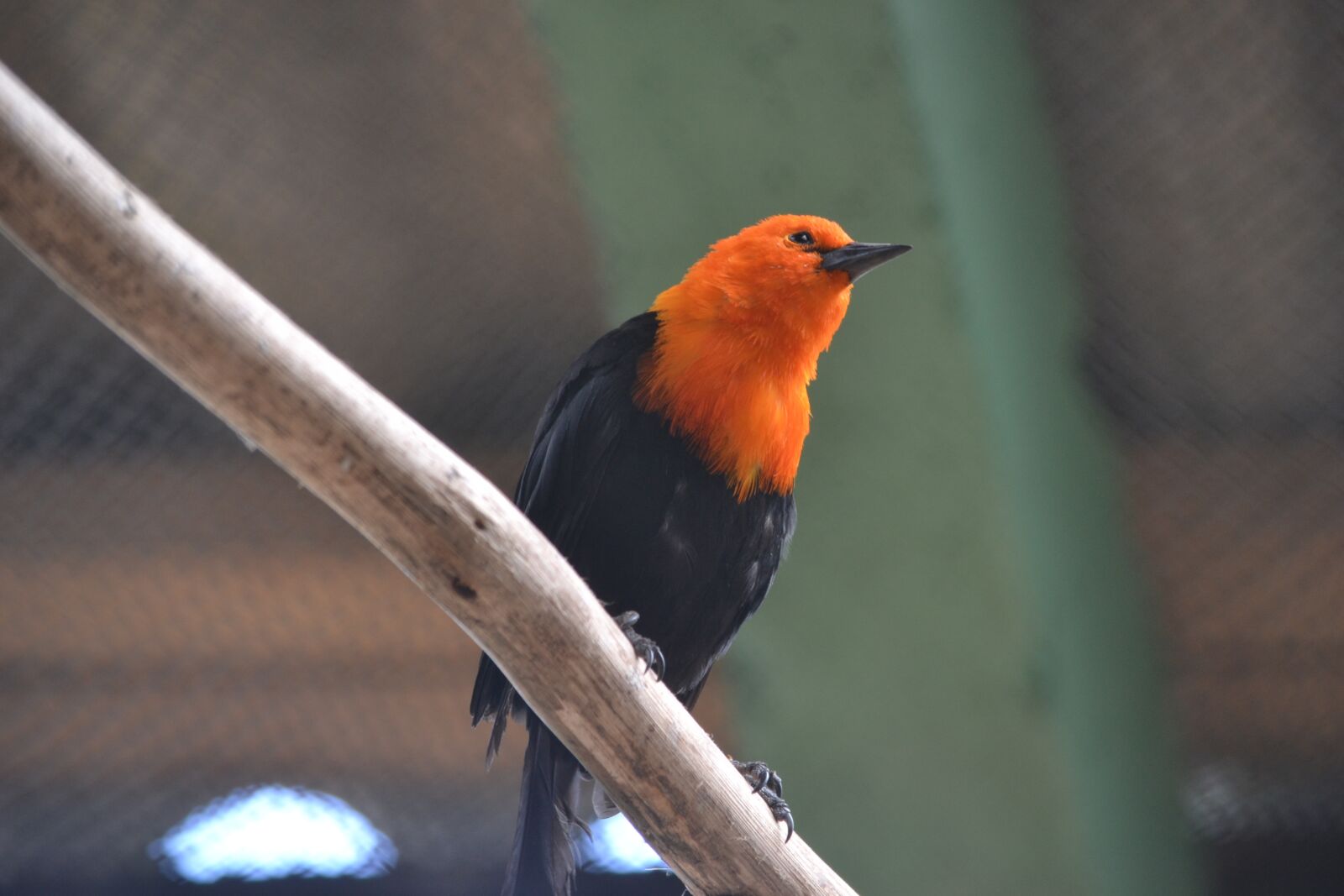Nikon D3100 sample photo. Bird, uruguay, latin america photography