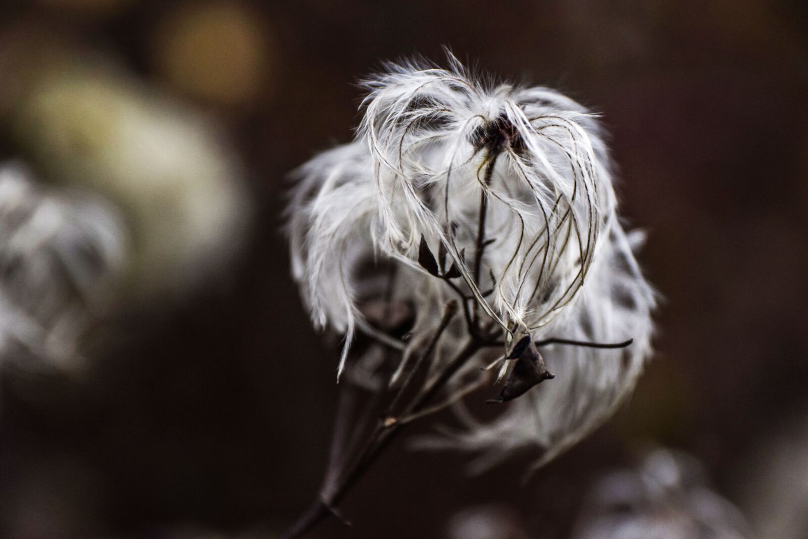 Nikon D5300 sample photo. Odkvitnutie, flower, nature photography