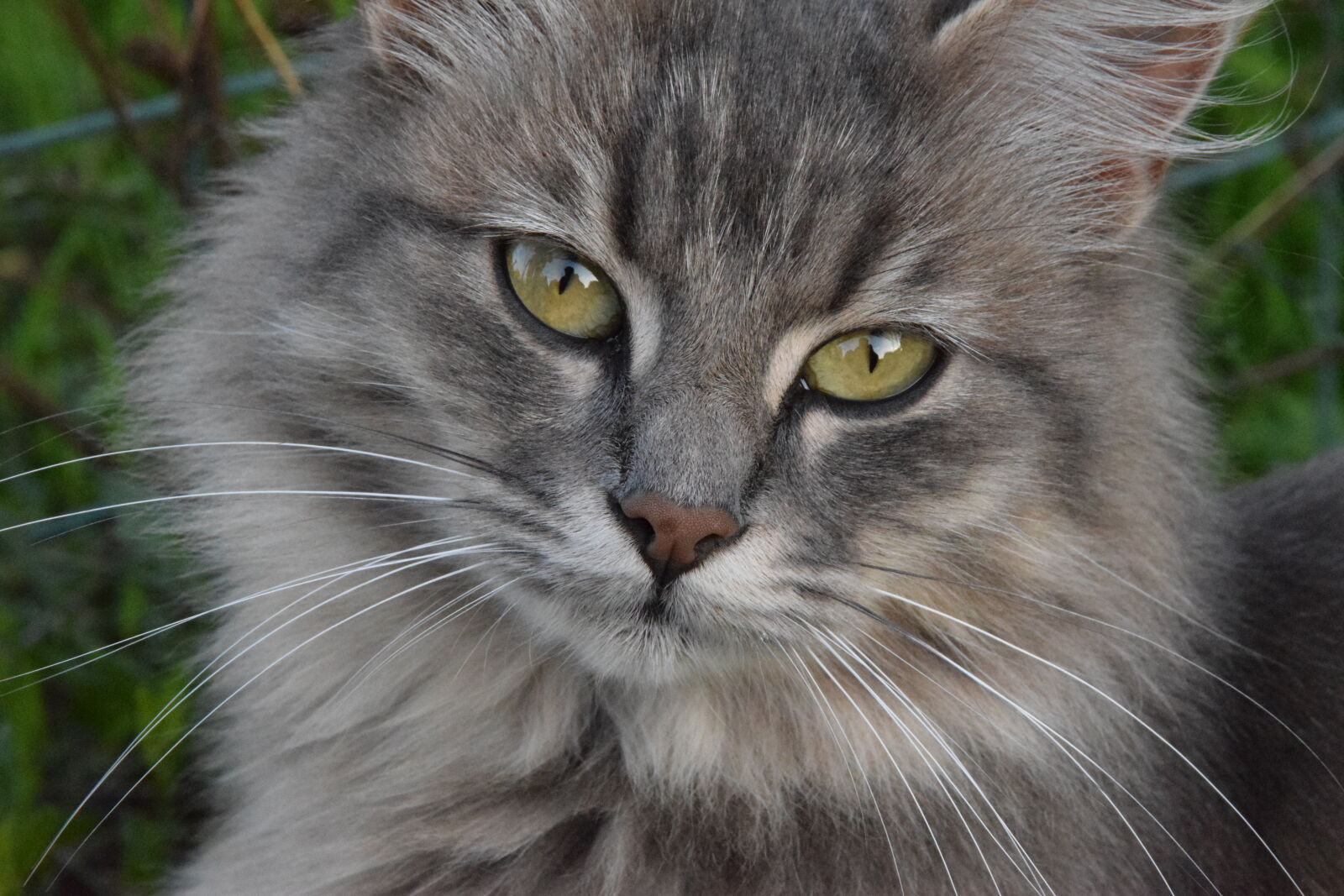 Nikon D5300 sample photo. Cat, pet, cute, grey photography