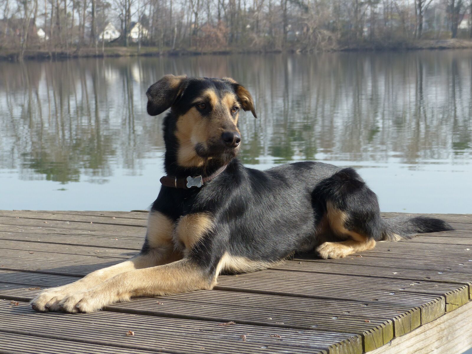 Panasonic Lumix DMC-FZ200 sample photo. Dog, hybrid, lake photography