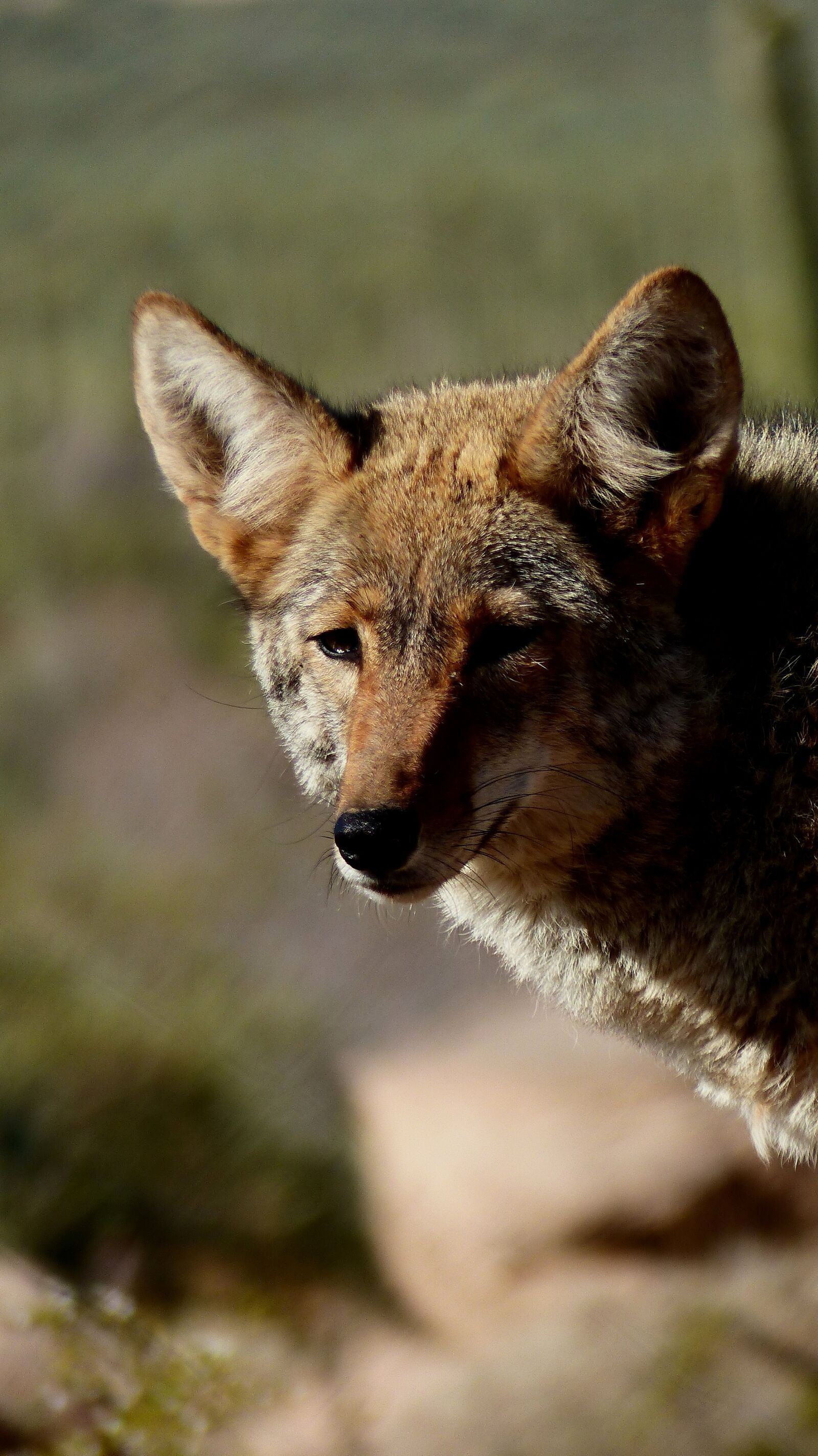Panasonic Lumix DMC-FZ200 sample photo. Coyote, animal, wild photography