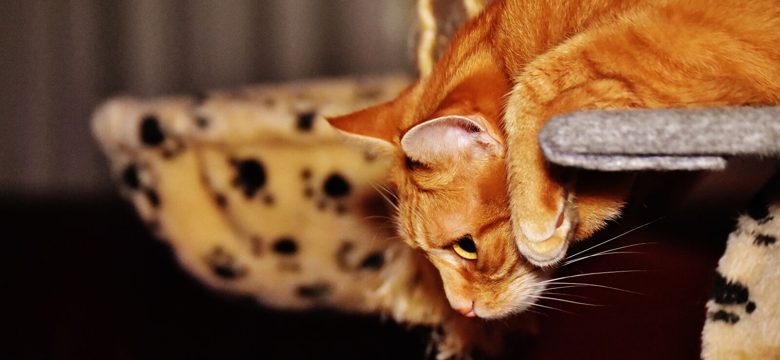 Nikon D7200 sample photo. Cat, red, funny photography