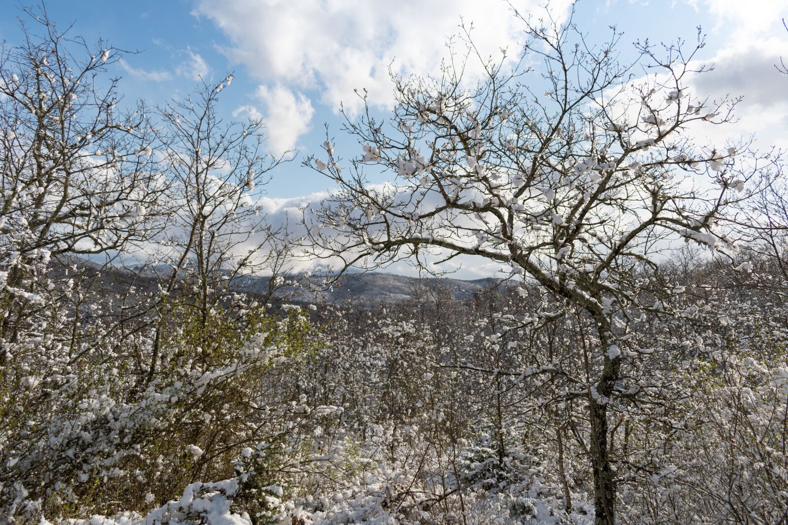 Nikon D5600 sample photo. Forest, winter, tuscany photography