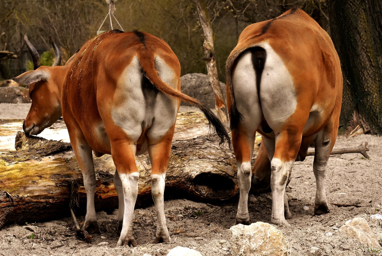 Nikon D7200 sample photo. Banteng, beef, bos javanicus photography