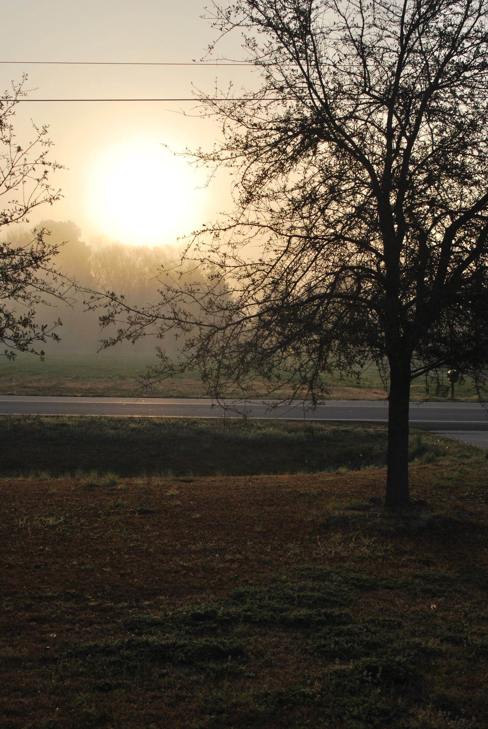 Nikon D60 sample photo. Tree, landscape, nature photography