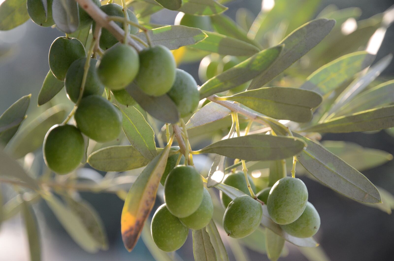 Nikon D7000 sample photo. Olives, oil, oliva photography