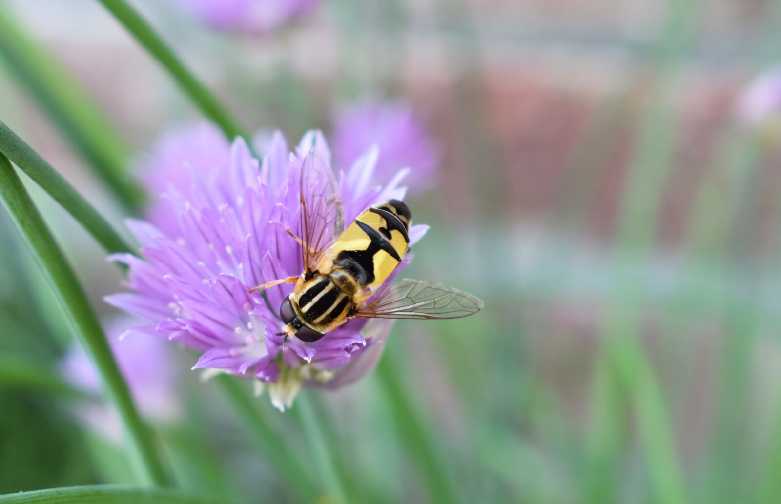 Nikon D3400 sample photo. Hoverfly, bug, animal photography