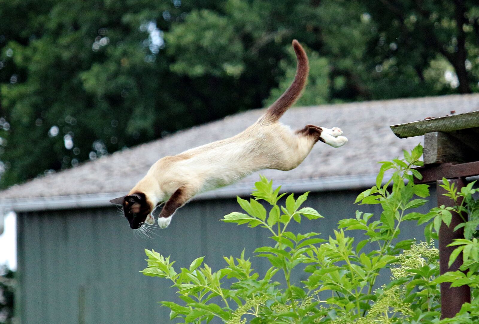 Canon EOS 100D (EOS Rebel SL1 / EOS Kiss X7) sample photo. Cat, mieze, siam photography